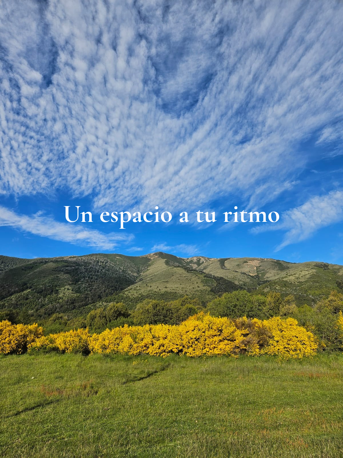 Retamas amarillas al pie de las montañas
